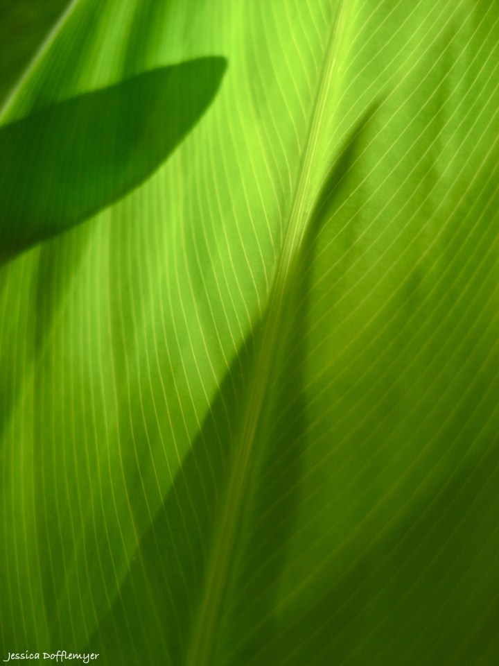 2013-09-11_water garden leaf