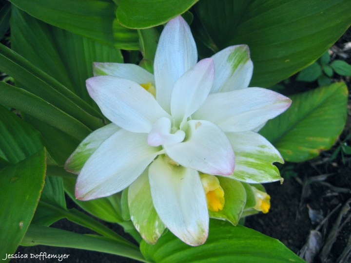 2013-09-26_olena flower