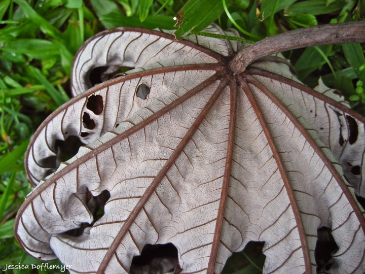 2013-10-03_leaf dead