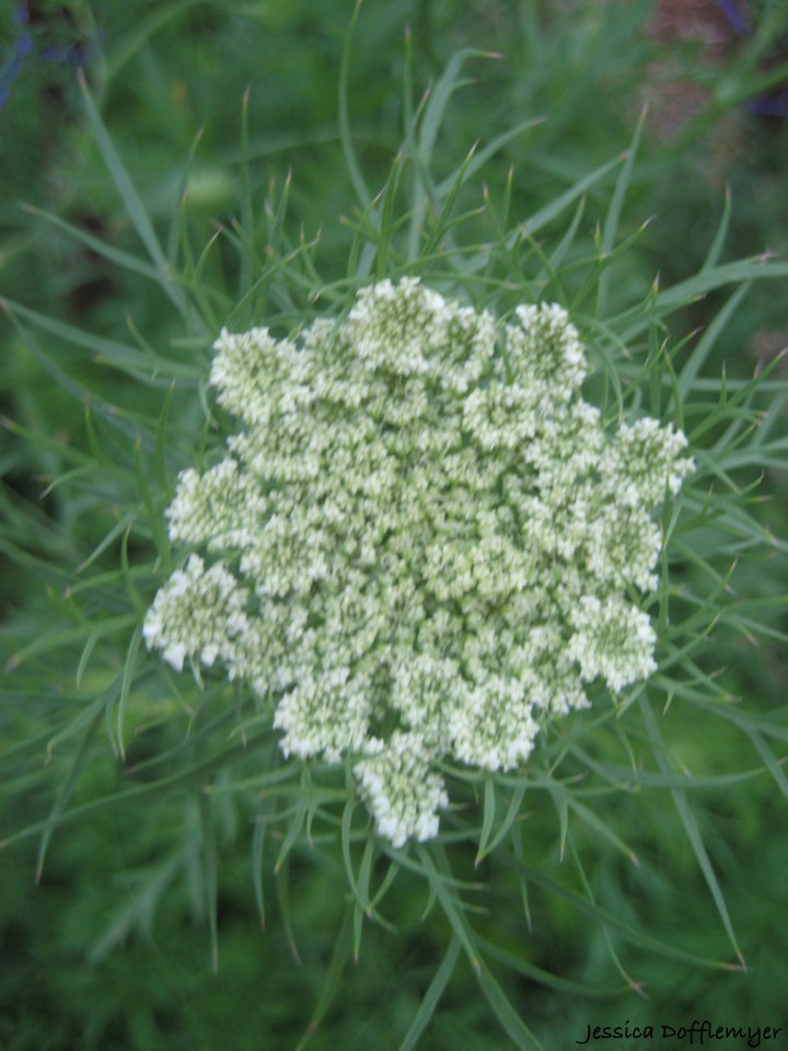 2013-10-07_carrot moving