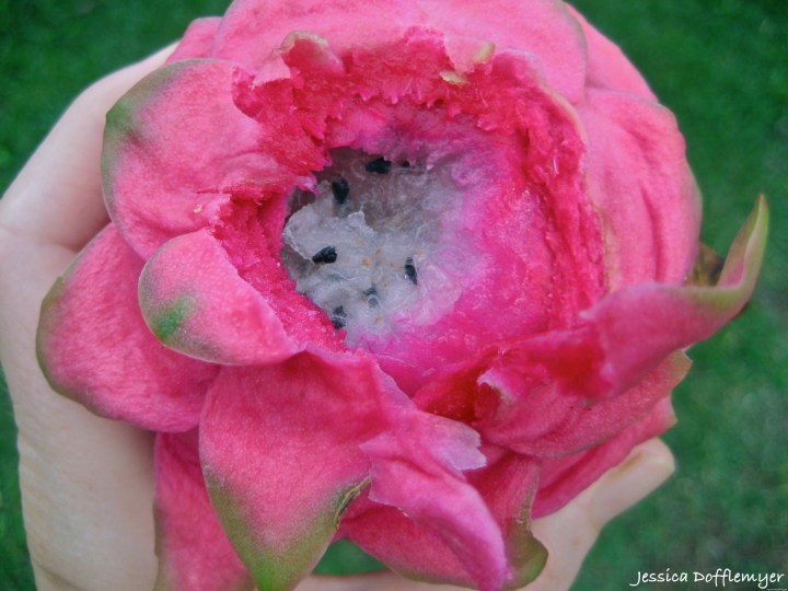 2013-10-09_dragonfruit picked