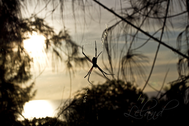 courtesy of Leland Francisco