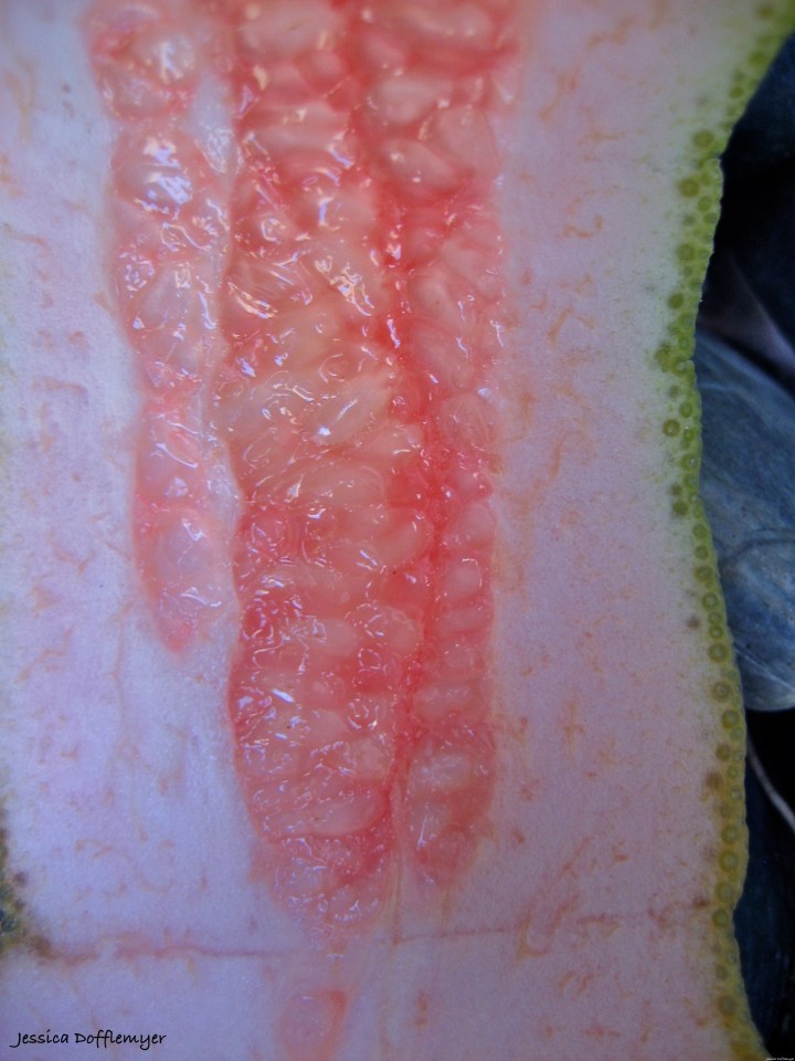 2013-10-20_grapefruit peel