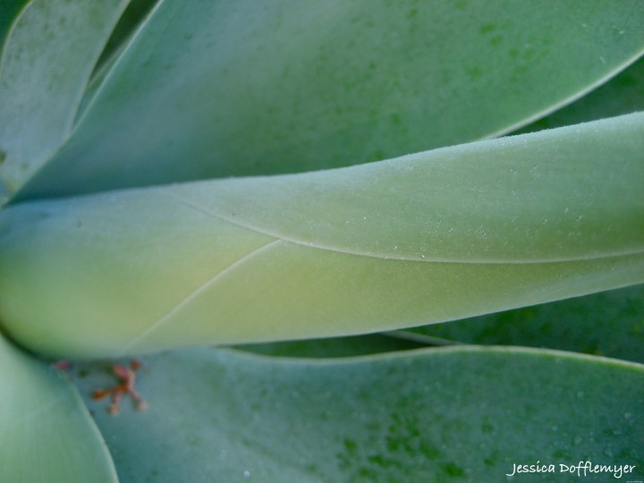 2013-12-10_succulent line