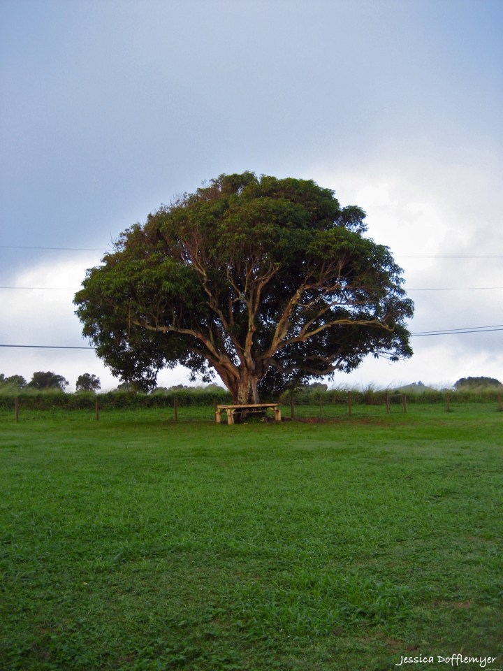 2013-12-11_mango tree