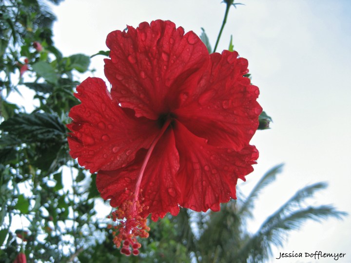 2013-12-13_hibiscus