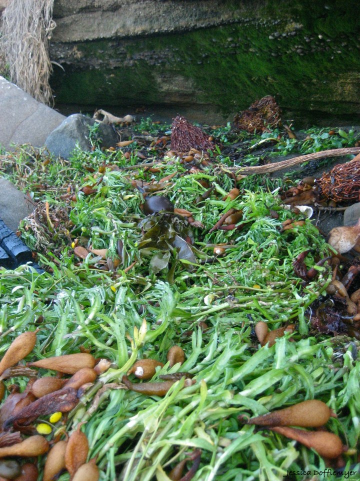2014-01-03_seaweed path