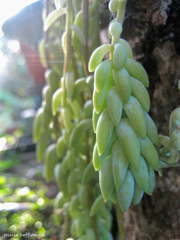 2014-01-24_succulent haiku