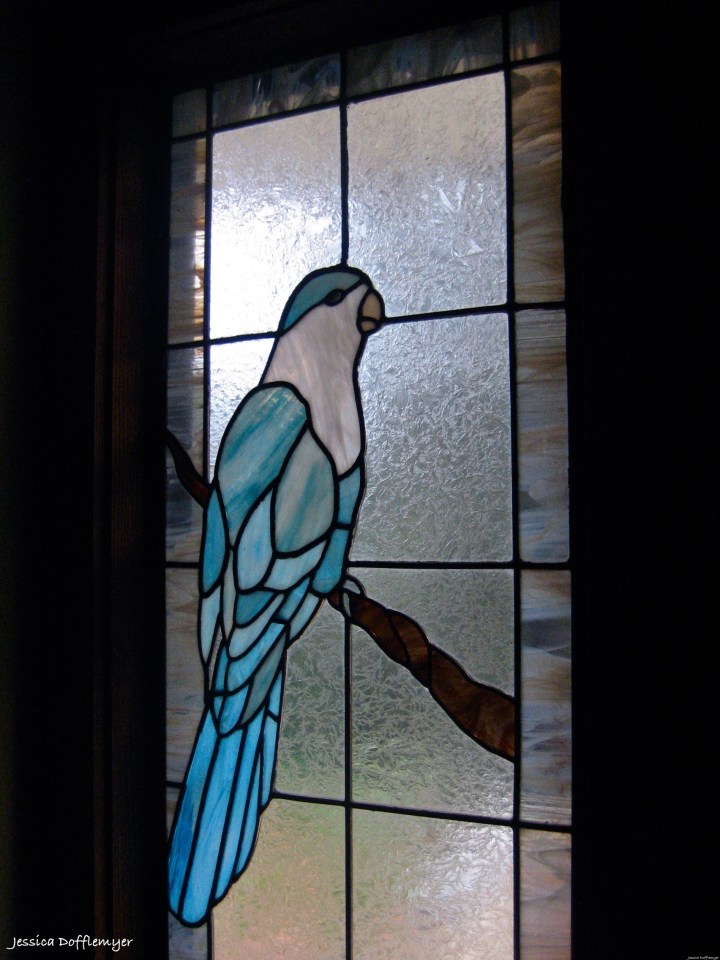 2014-02-10_parrot window