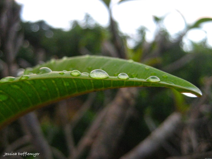 plumeria leaf, post rain