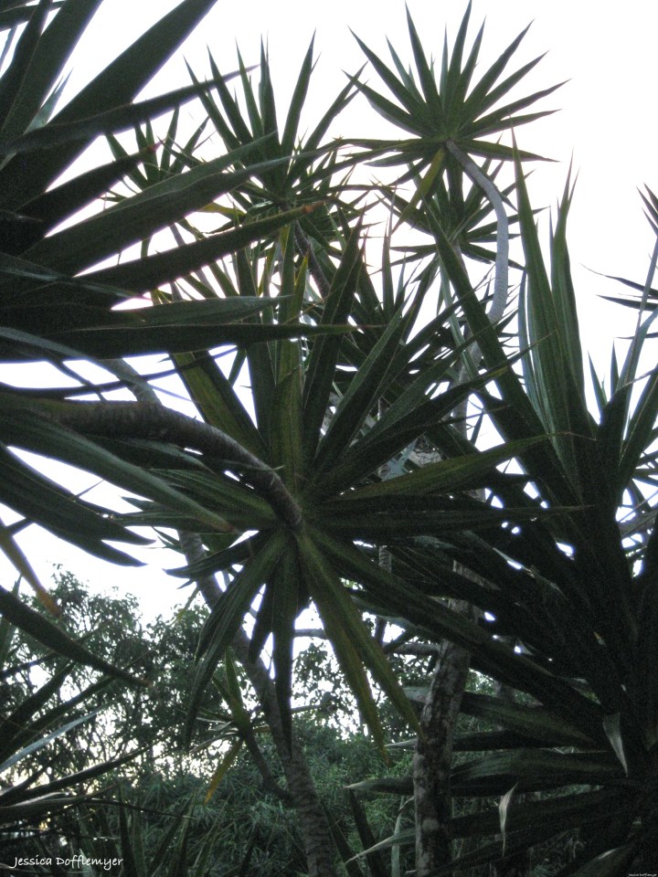 money tree at our front door