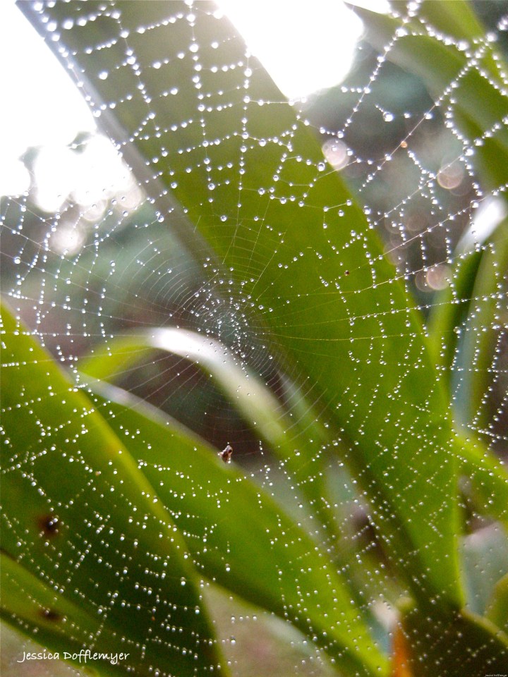 2014-02-25_wet web
