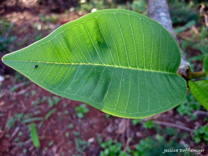 2014-02-28_leaf w fly