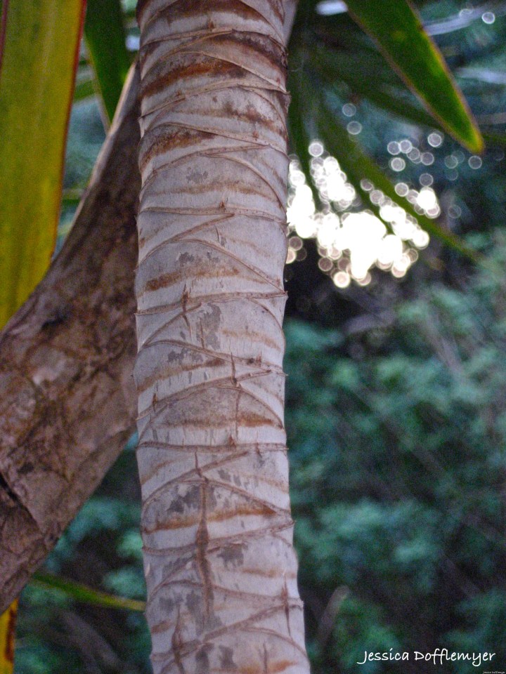 2014-02-28_money tree bark