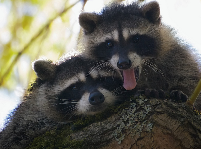 photo courtesy of Ingrid Taylar