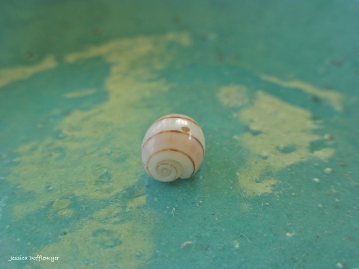2014-03-21_spiral shell