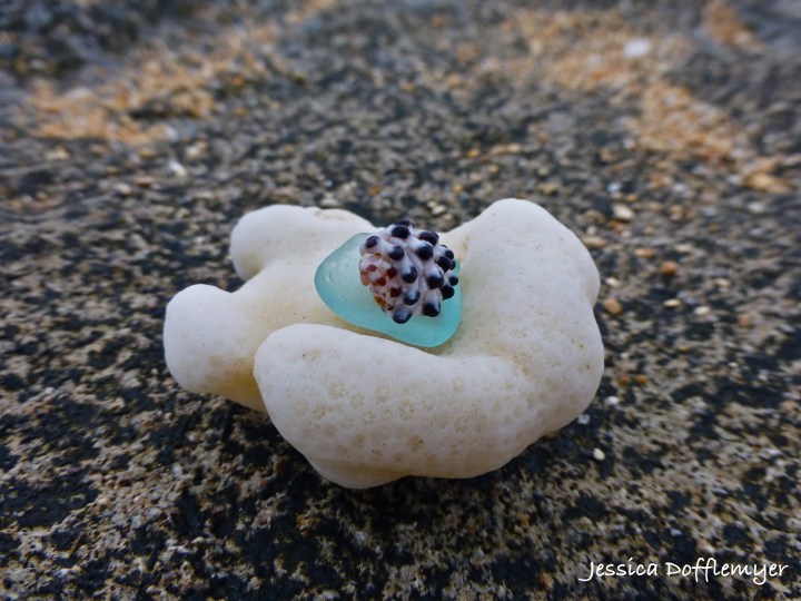 2014-03-24_coral shell