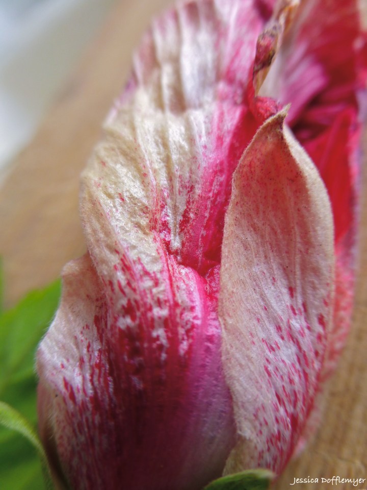 2014-04-01_hibiscus petal