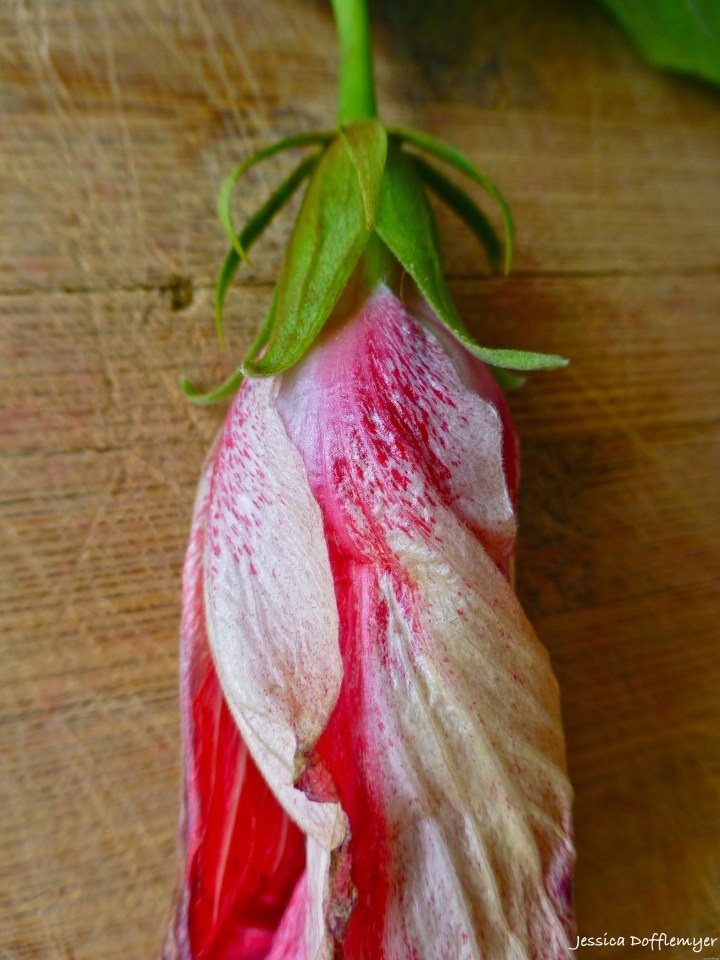 2014-04-01_hibiscus stem