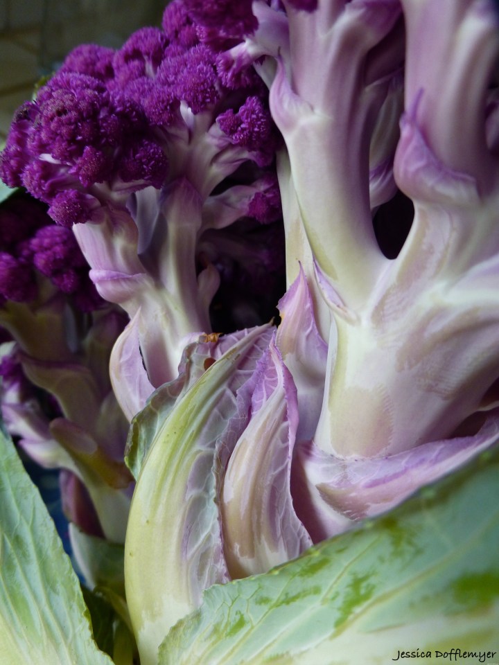 2014-04-06_purple cauliflower
