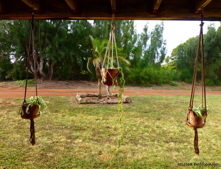 2014-04-16_plants hanging