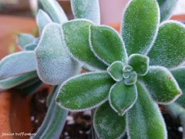 2014-04-28_fuzz succulent