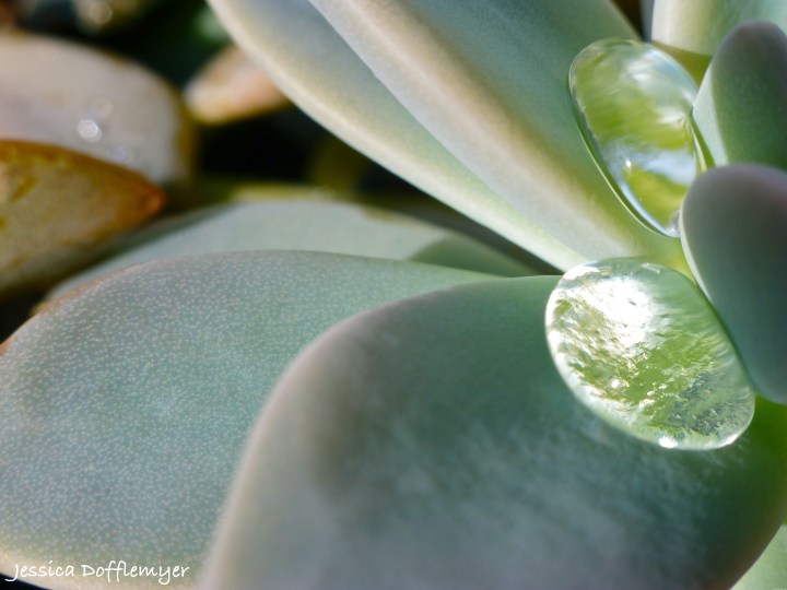 2014-05-07_succulent drop close