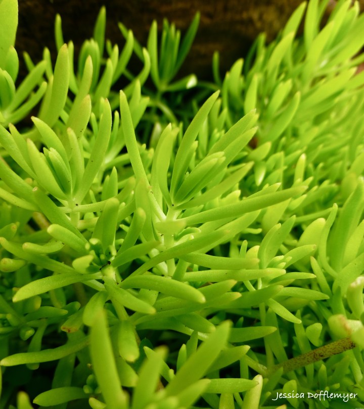 2014-05-08_ground cover