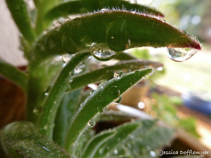 2014-05-16_succulent drops