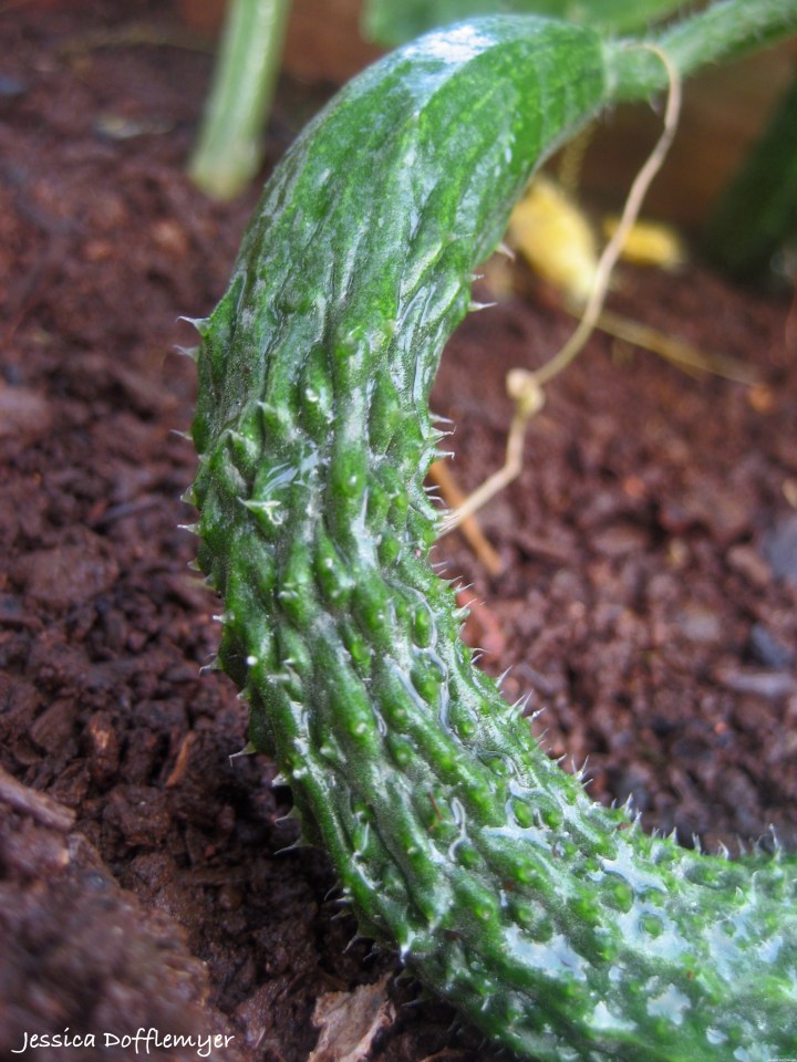 2014-05-28_cucumber new
