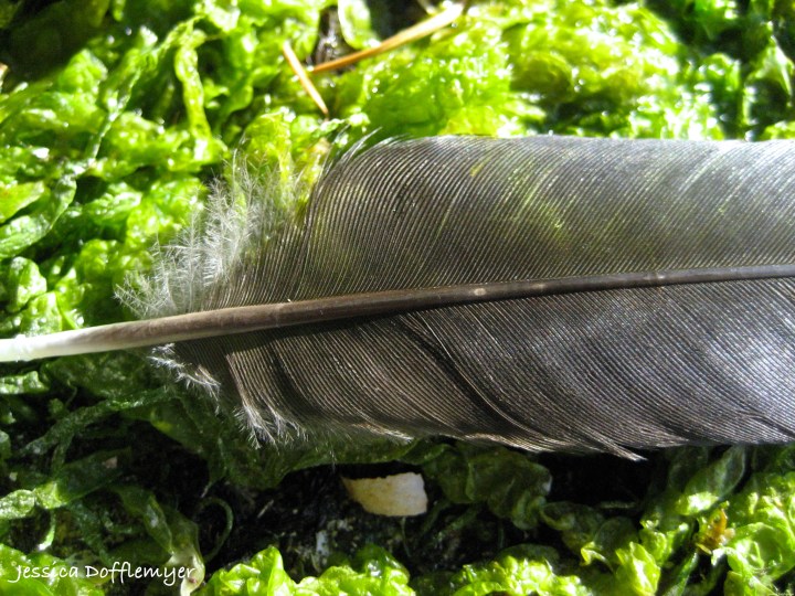 2014-08-26_BC_island_feather