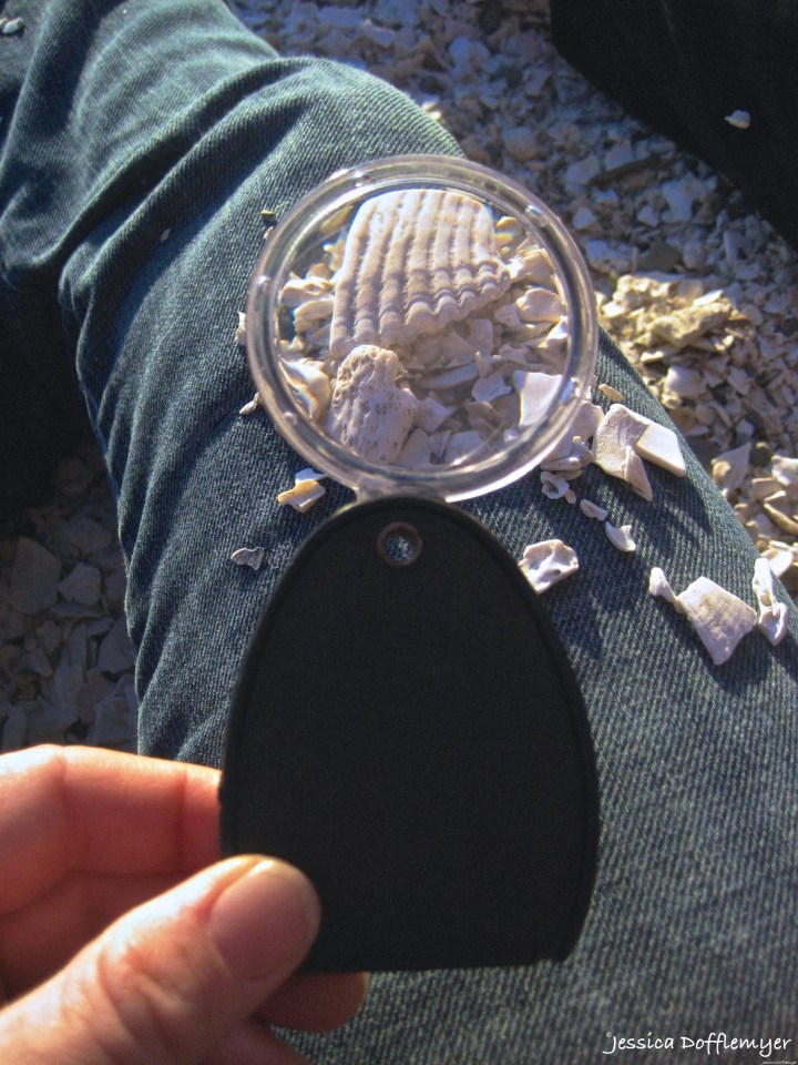 2014-08-26_magnifying_shells