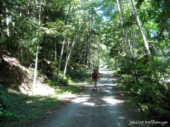 2014-08-29_forest path