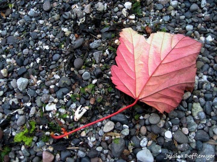 2014-08-29_red leaf