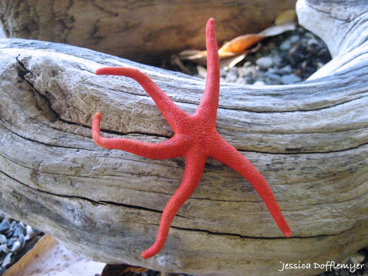 2014-08-29_red starfish