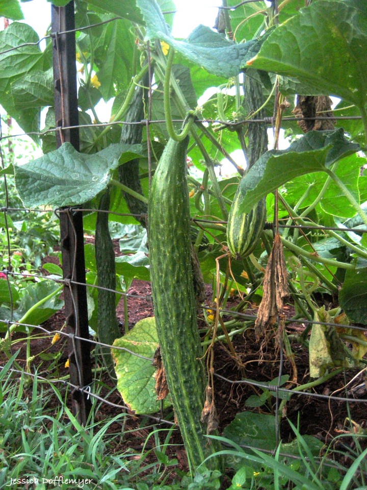2014-09-25_cucumbers