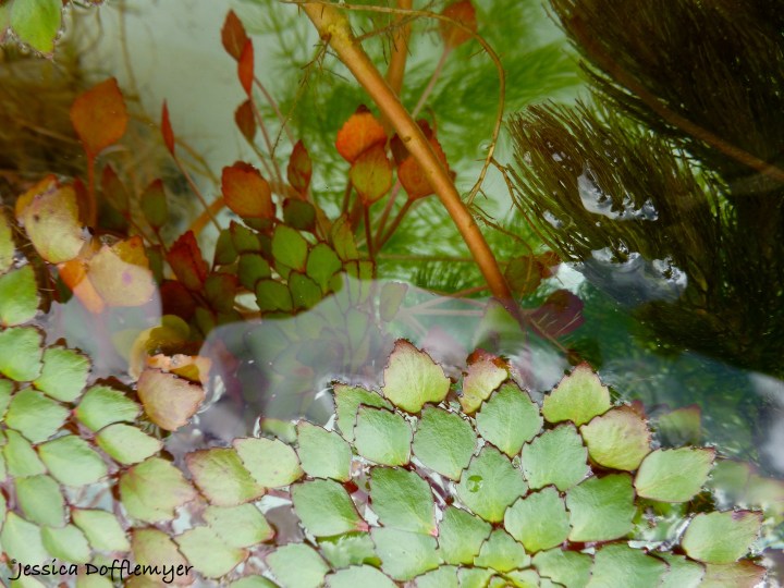 2014-10-14_mosaic close