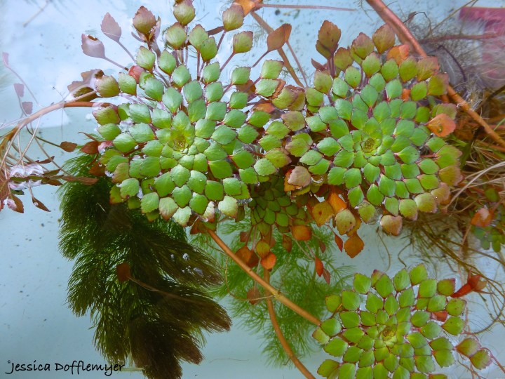 2014-10-14_mosaic overhead