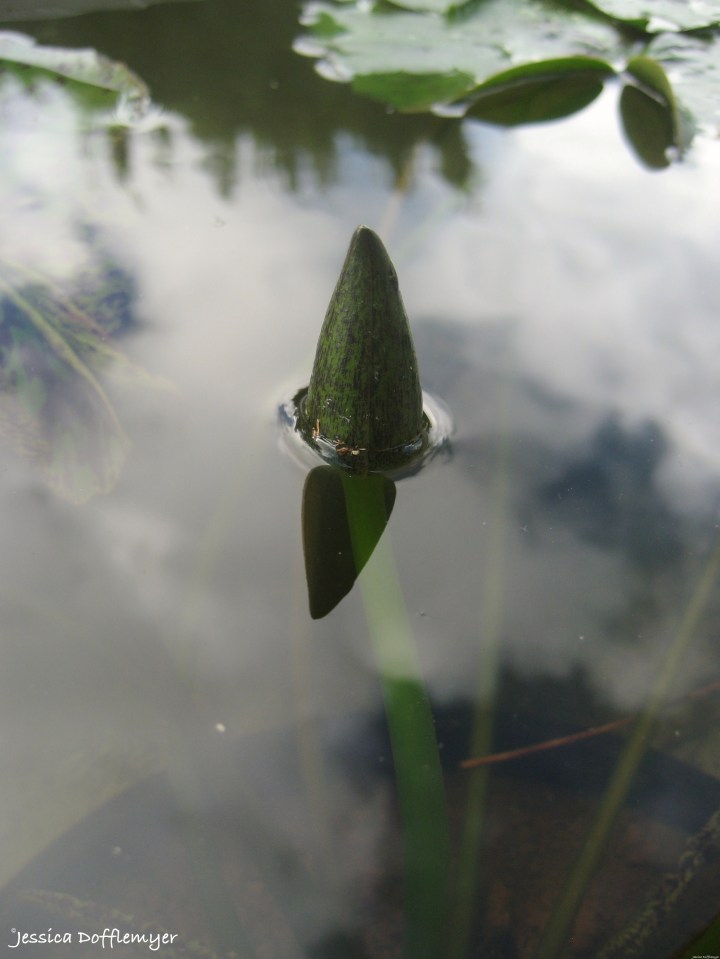 2014-10-24_lily bud
