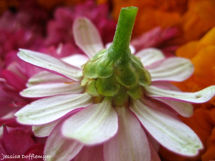 2014-10-27_zin_underside