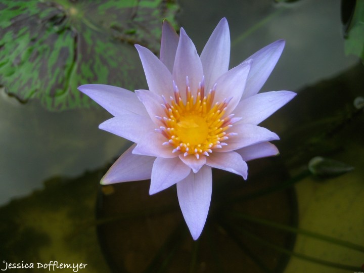 2014-10-28_ariel open lily