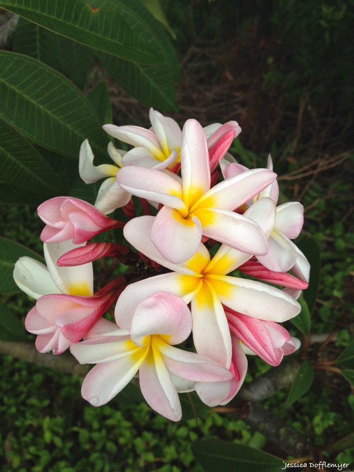 2015-05-20_plumeria
