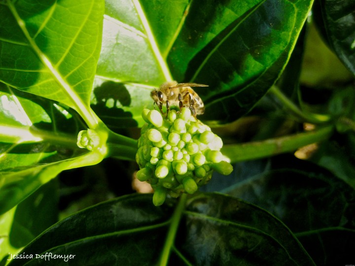 2015-05-26_bee on noni