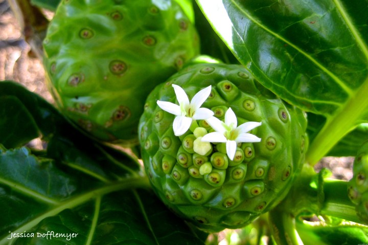 2015-05-26_noni flowering