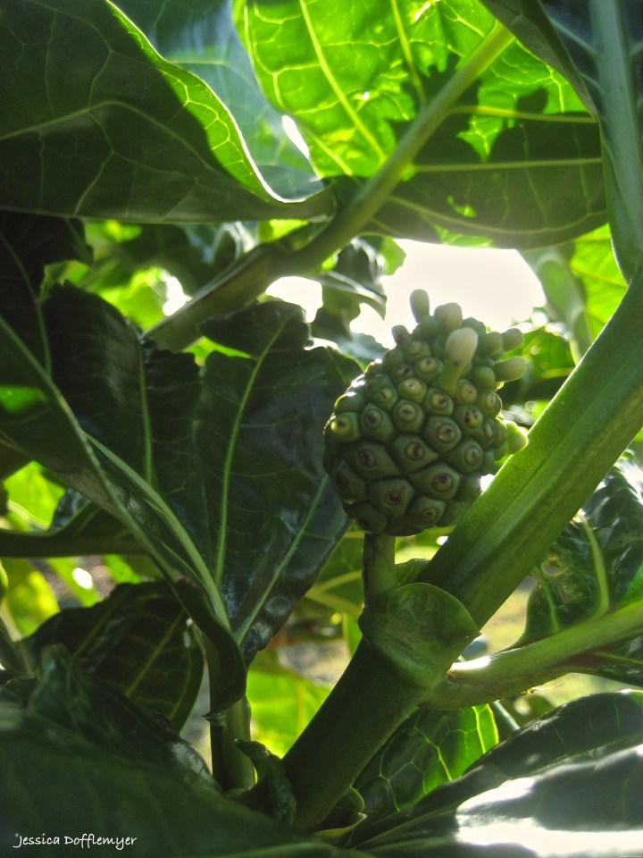 2015-05-26_noni in leaves