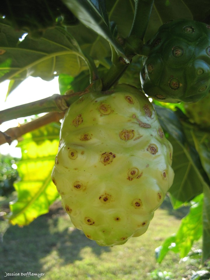 2015-05-26_ripe noni fruit
