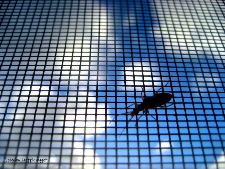 2015-05-30_blister bug