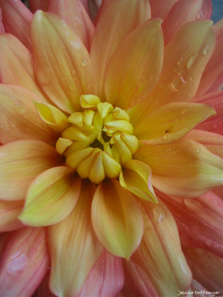 2015-5-22_yellowpink dahlia