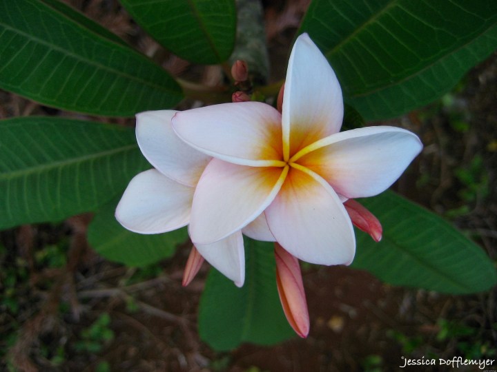 2015-06-03_plumeria bloom