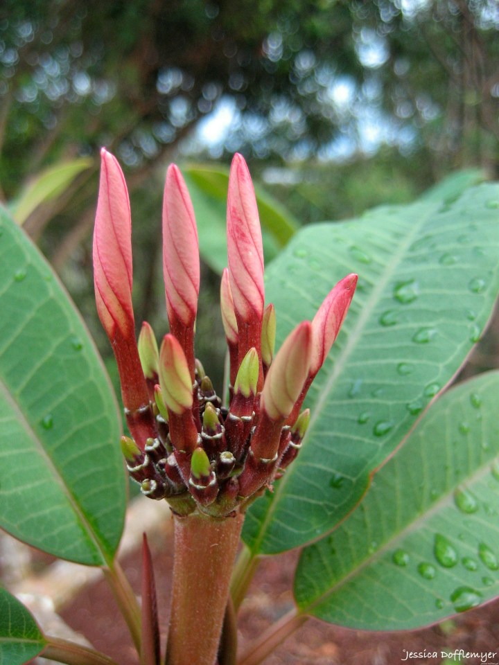 2015-06-03_plumeria buds